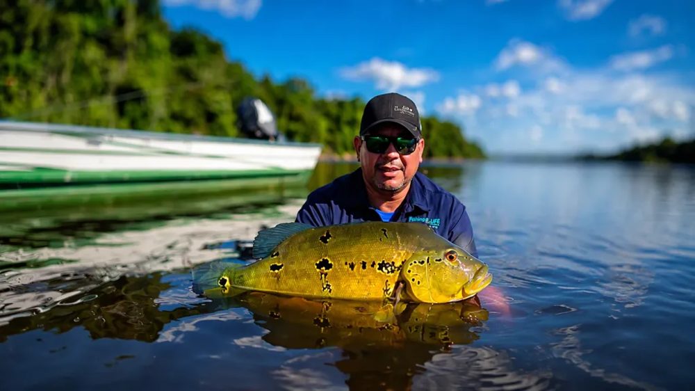 Vazzoleri peacock bass from the Rio Jatapú