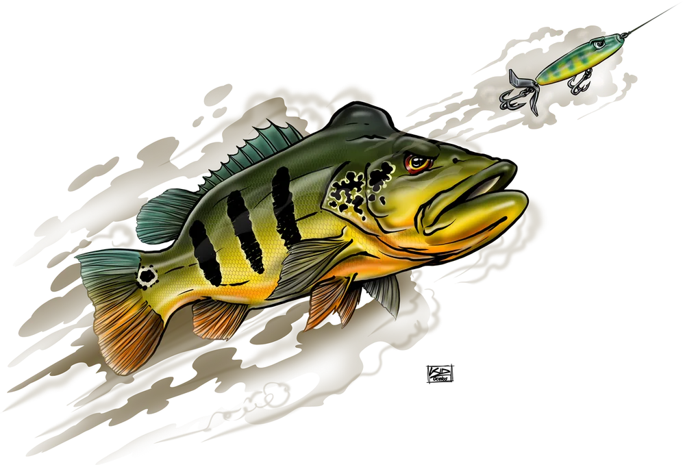 Peacock bass (tucunaré-açu) chasing a lure